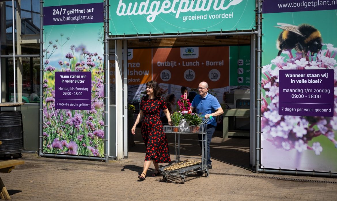 Budgetplant